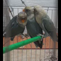 طوطی برزیلی|پرنده|رشت, معلم|دیوار