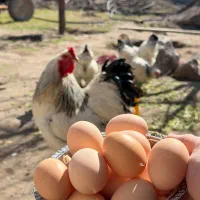 تخم مرغ نتفه دار برهما اصلی