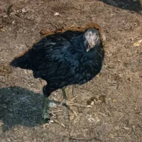 لاری  پنج ماهه دم تخم|حیوانات مزرعه|کشکسرای, |دیوار