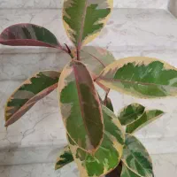 گل و گیاه طبیعی