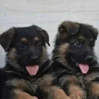 ژرمن شولاین