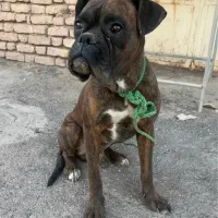 سگ باکسر|سگ|مشهد, ادیب نیشابوری (شهرک غرب)|دیوار