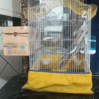 پرنده عروس هلندی