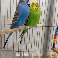 یک جفت مرغ عشق هلندی|پرنده|تبریز, |دیوار