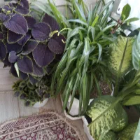 گل گیاه|گل و گیاه طبیعی|دهگلان, |دیوار