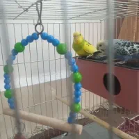 دوتا مرغ عشق سرحال|پرنده|اهواز, کوی ابوالفضل|دیوار