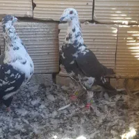 کبوتر آلمانی بزک کلاغ دم سفید