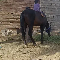 اسب ترکمن کورسی ریگان