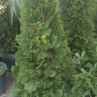 خدمات باغبانی|خدمات باغبانی و درختکاری|قم, پردیسان|دیوار