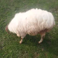 گوسفند نر محلی جنس تالشی