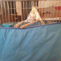 عروس هلندی نر وماده آماده تخم گذاشتن|پرنده|شیراز, گلشن|دیوار