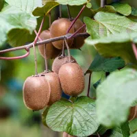 فروش کیوی سر درختی