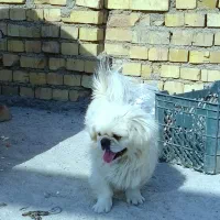 سگ پاکوتاه سفید|سگ|شریف‌آباد, |دیوار