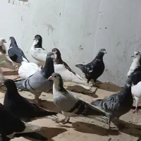 40عدد کفتر پرشی