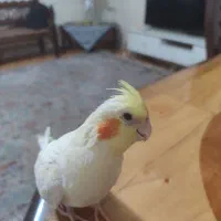 گمشده