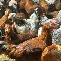 خروس و مرغ محلی درشت