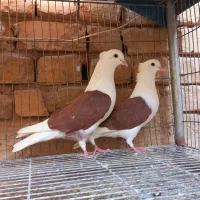 زاغ آبادانی دوکت سرخ پلاکی مسافتی پرشی