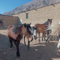 هفت راس اسب|اسب و تجهیزات اسبسواری|سمنان, |دیوار