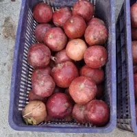 دو تن انار درجه ۱