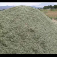 علف برای گاو