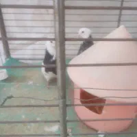 کبوتر طوقی|پرنده|نجفآباد, کهریزسنگ|دیوار