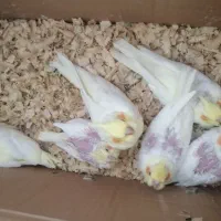 جوجه عروس لوتینو