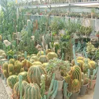 گلخانه کلکسیون کاکتوس