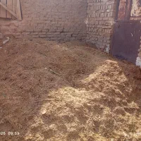 کود گوسفندی خشک تمیز