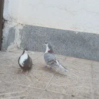 کفتر|پرنده|مشهد, شهرک مهرگان|دیوار