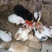 خرگوش