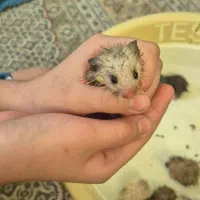 همستر|موش و خرگوش|شیراز, ریشمک|دیوار