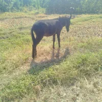 مادیون با قاطر|حیوانات مزرعه|سراب میمه, |دیوار