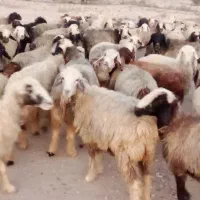 فروش 55راس میش ترکی بختیاری آبستن