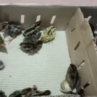 عرضه تخم خوراکی و نطفه دار و جوجه بلدرچین