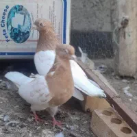 کبوتر رنگه