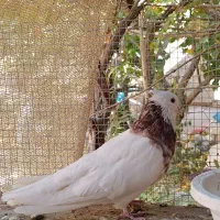 طوقی نر درشت|پرنده|سیرجان, |دیوار