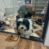 سگ پا کوتاه