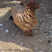 گوسفند