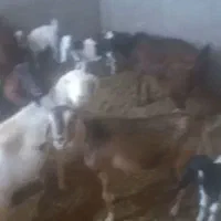 بزوبزغالهبزرگازشیرگرفتهبزهادوبارهابستندوقلوزا