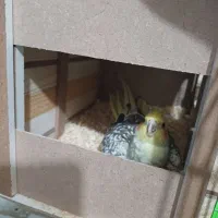 یک جفت عروس هلندی مولد|پرنده|محمدشهر, محمدشهر|دیوار