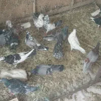 تعداد کبوتر پرشی قیمت مناسب