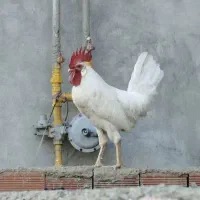 خروس یک ساله