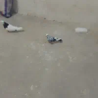 دو عدد کفتر