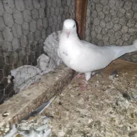 کفتر