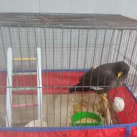 مینا سر حال|پرنده|قم, وادی السلام|دیوار