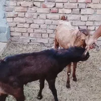 تروشت