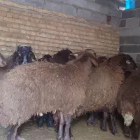 بره نر|حیوانات مزرعه|گلپایگان, |دیوار