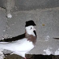 طوقی|پرنده|لامرد, |دیوار