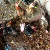 مرغ رسمی تخم گذار|حیوانات مزرعه|هشتگرد, تهران دشت|دیوار