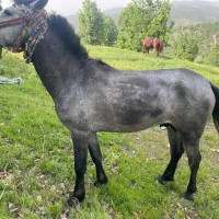 فروش اسب برای بار